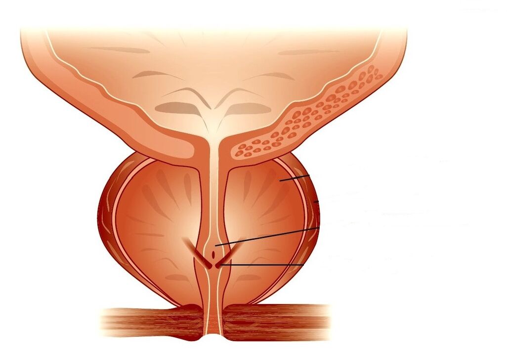 prostate structure and chronic prostatitis